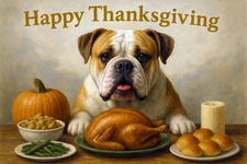 American Bulldog Thanksgiving Greeting Cards - Set of 6 With Envelopes