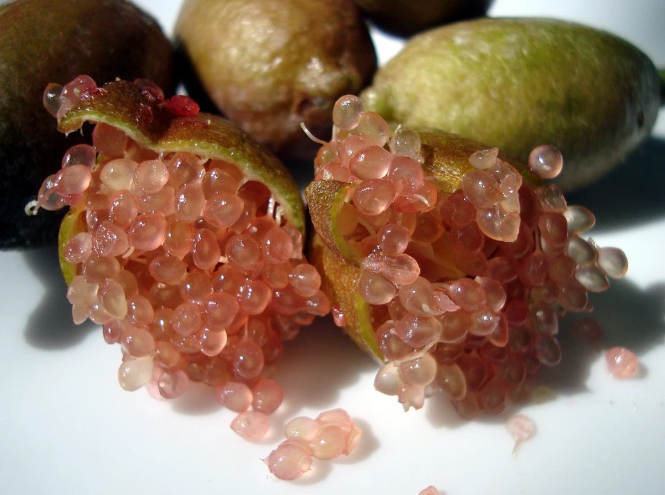 FINGER LIME. CITRON CAVIAR C-22 !!!OFERTA!!! - Imagen 2 de 4