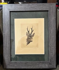 Original Etching - Wildlife Art - Deer Buck - Pencil Signed - 57/XXX - Framed