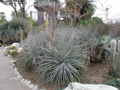 #ad Puya Ferruginea is a type of bromeliad 8 Seeds. Free Shipping $4.95