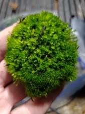 Live Fairy Garden Moss For Terrarium Or Vivarium 6×9 Ziplock Fresh Green Moist