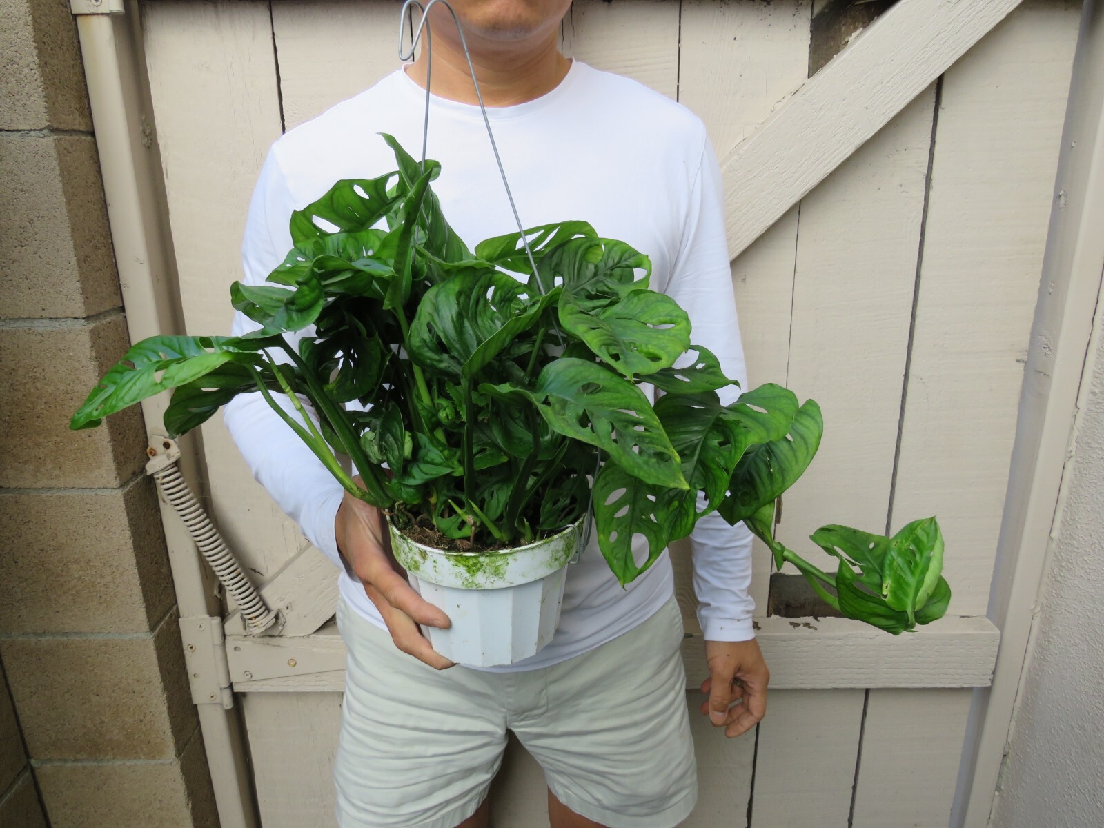 Monstera Adonsonii Swiss Cheese Plant eBay