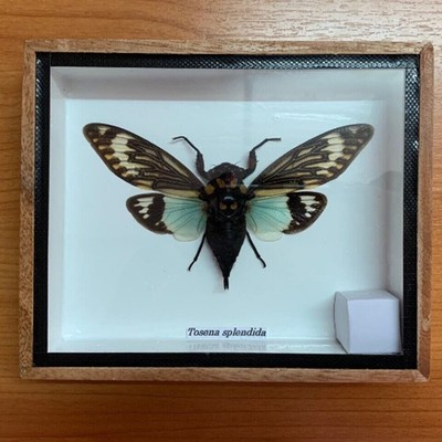 Real Insect Butterfly Rare Wood Frame Taxidermy Delve into Study Perfect Weird
