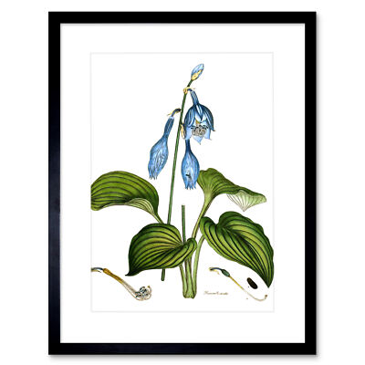 Blume blaue Taglilie Hemerocallis Caerulea Kunstdruck gerahmtes Poster Wanddeko