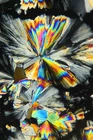 Antique microscope slide.  "Crystals of Cane Sugar. Polariscope".