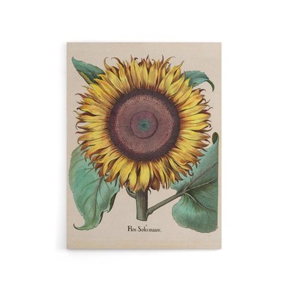 Leinwandbild, Motiv: Sonnenblume, Flos Solis Maior, Blume