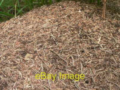 Photo 6x4 Wood antsu00e2u0080u0099 nest u00e2u0080u0093 close-up Fu c2008