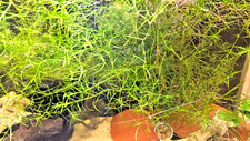 Guppy Grass 2 HANDFULLS - Buy 2 Get 1 Free Fast Growing Aquarium Plant From CA