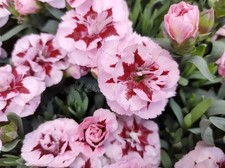 2 x Dianthus Oscar 'Purple Star' -   Garden