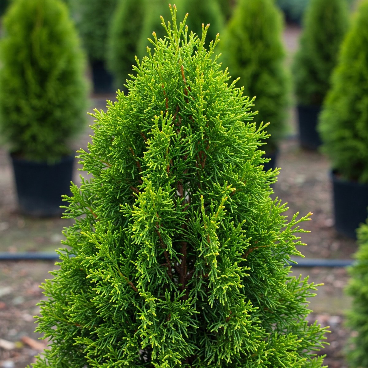 Thuja Green Giant Tree Outdoor Evergreen Live Plant Potted 5-6