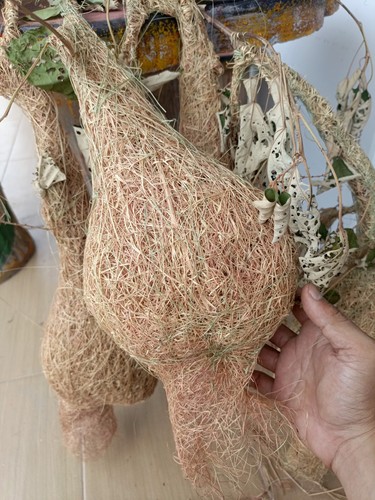 1x Weaver Nest - Picture 10 of 14