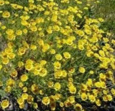 Graines de camomille des teinturiers,Anthemis des teinturiers,Artémise jaune,bio