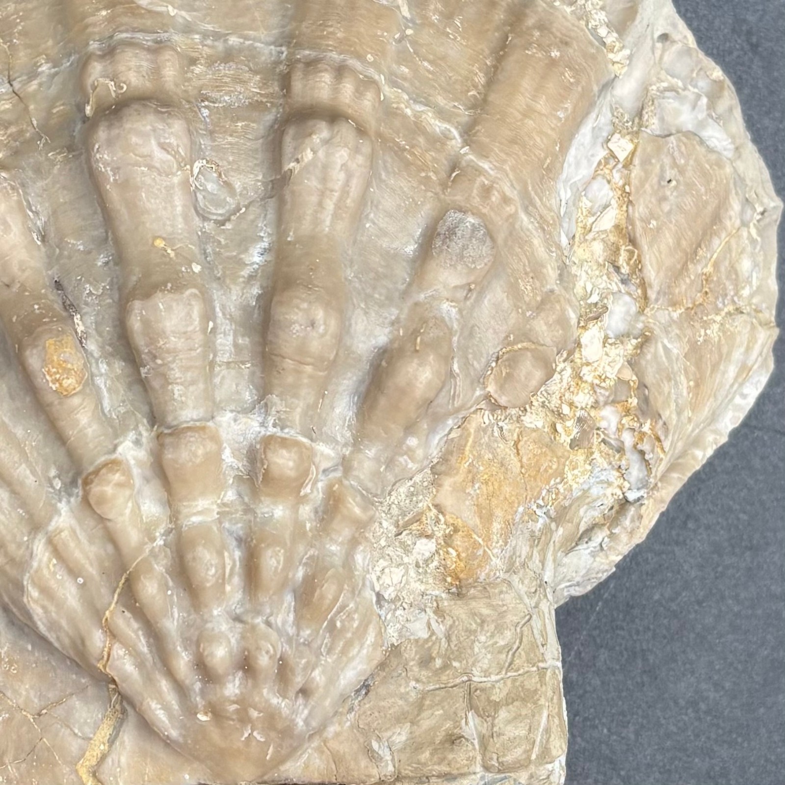 Gigantopecten nodosiformis Fossil Scallop Miocene Slovenia Large Bivalve