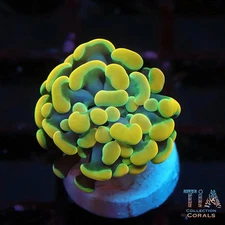 24K Gold Hammer - NOT WYSIWG | Live LPS Coral | Aquacultured