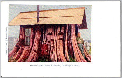 Antique 1902 Postcard Cedar Stump Residence, Washington State ~ Unposted