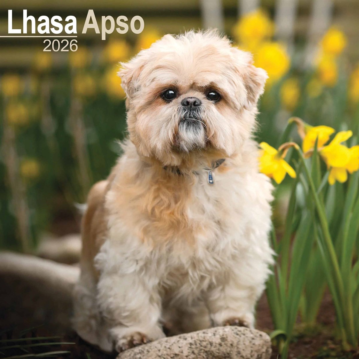 Lhasa Apso Calendar 2026, Wall Calendars, Month To View, Dogs, Gift