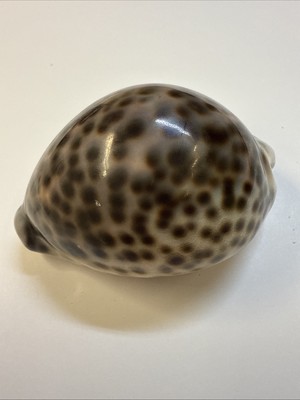 Kauri Schnecke Tigerschnecke,  8 cm, Meeresschnecke, Muschel, Schneckenhaus