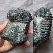 Rare Drotops Trilobite Fossil Arthropod From The Devonian of Morocco