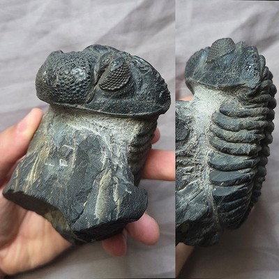 Rare Drotops Trilobite Fossil Arthropod From The Devonian of Morocco