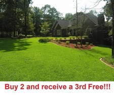 Centipede Grass Seeds - 4 ounces - can cover up