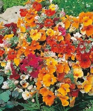 Nemesia carnival mix 800 Seeds Flower - FAST DELIVERY- UK SELLER