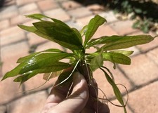 Compacta Mini Amazon Sword Plant
