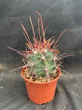FEROCACTUS RECTISPINUS - VIVAIO IL GIARDINO DI MAYA- CACTUS 2002
