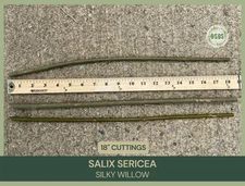 18" | Lot of 5 | Silky Willow Cuttings | Salix sericea | Cut FRESH | Native