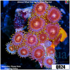 036 AquaSD Live Corals/Frags - Miami Garden Zoanthids - Aqua SD