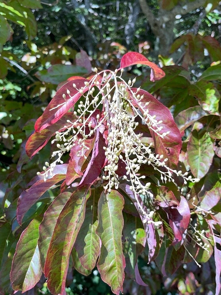 Lily of the Valley Sourwood Seeds (Oxydendrum arboreum) | Honey Bee Tree Bonsai - Image 3 of 4