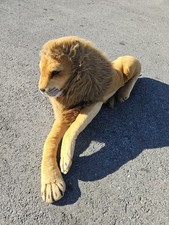 Melissa  Doug Large Plush Lion Jumbo Life Like Animal Huge 6ft Total Length