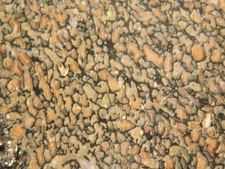 Agatized DINOSAUR Bone Fossil From Jurassic Utah! 100% Natural 172gr