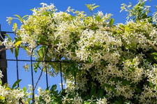 Climbing Jasmine Flower Seeds   110 Fragrant White Blooms, Perennial Vine