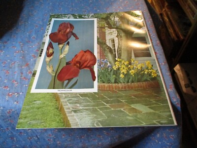 Schreiner's Iris Lover's Catalog 1954 Salem Oregon 58 Pages Flower