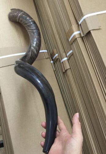 Yemenite Kudu Horn Jewish Shofar Half Polished Natural 40 - 42 Inch XXL + GIFT - Picture 10 of 13