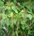 Catalpa bignoides SOUTHERN CATALPA TREE Seeds!