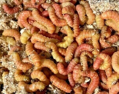 Alive Pet Reptile Feeder Insects & Bugs - Living Terrarium Pets Food Diet Feed - Picture 17 of 43