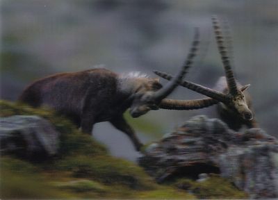 3 -D - Ansichtskarte: kämpfende Alpensteinböcke - Alpine ibex - Capra ibex