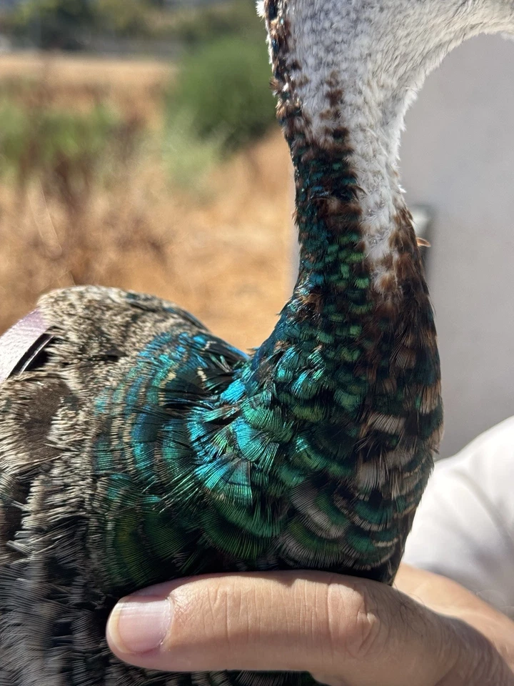 Taxidermia de hombro PAVO REAL FEMENINO calidad museo montaje en pared Foto 3 de 4