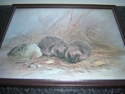 Print: Pair of Hedghogs by Nanee.