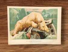 Antique 1888 Polar Bear Arctic Exploration Art Book Picture By John T Nettleship
