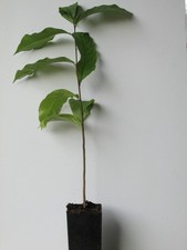 Paw Paw Tree: (Asimina triloba) - 24 - 30" Tall - Grown in a Deep Band Pot