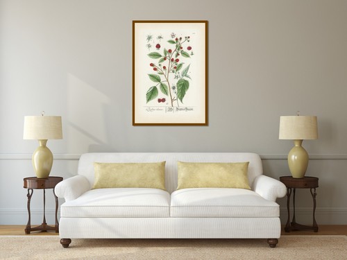 Raspberry plant flower berry antique engraving Blackwell 1737 art print poster - Picture 20 of 20