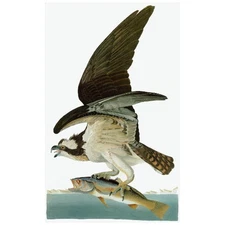 John J Audubon Osprey FRIDGE MAGNET, Birds of America Scavengers Prey Fish Hawk