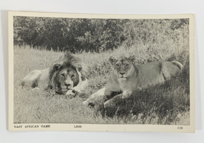 East African Game Lions Nairobi Kenya Real Photo RPPC Postcard Unposted