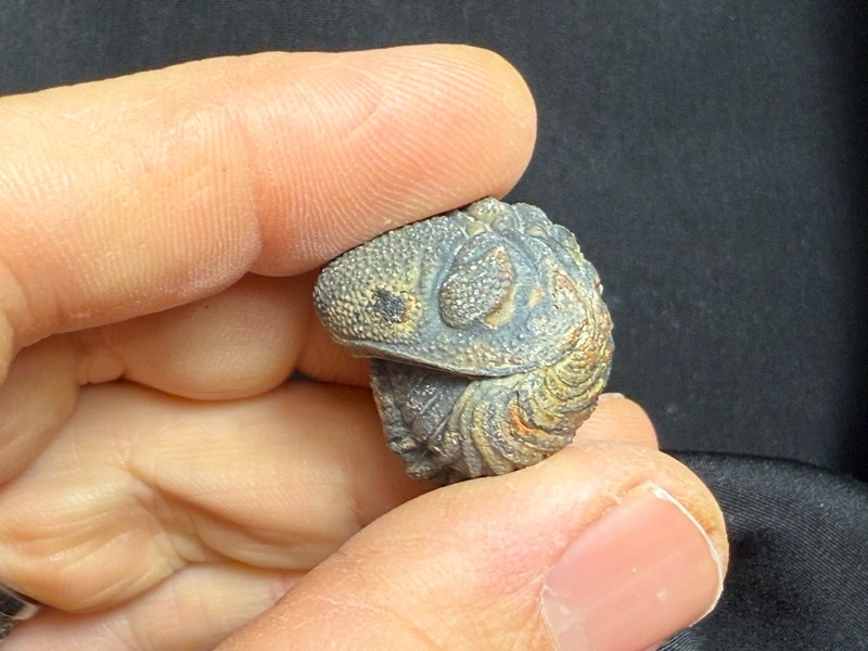Nice Large rolled Phacops Barrandeops Trilobite fossil Devonian of Morocco 