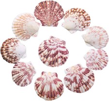 50Pcs Natural Scallop Seashells Beach Decor Shells for Crafts Wedding Party