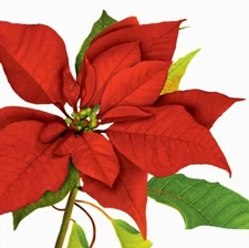 Scarlet Jubilee 3-Ply Lunch Napkins Paper 16 Pack Winter Christmas Tableware