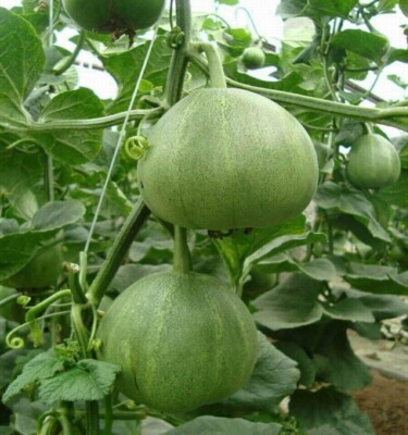 Zucker-Melone 'Charentais' | Samen Von Produktbild-Vorschau 3