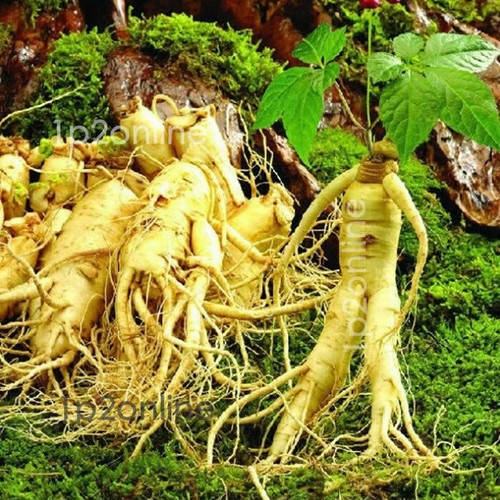 100 Bulk Wholesale Genuine Korean Panax Ginseng Seeds Root Seed Plant Stratified - Bild 5 von 6